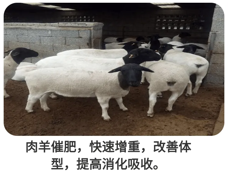 饲美佳 牛催肥天然添加剂 羊催肥饲料添加剂 改善体型多长瘦肉