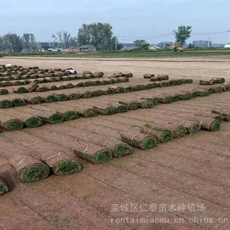 出售波斯菊种子 金菊花 室内阳台 别墅草坪 紫色向日葵花籽