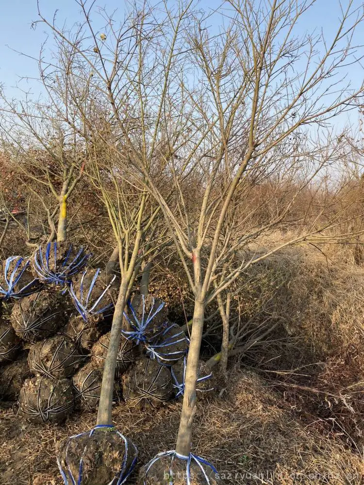 小叶鸡爪槭基地 源头工厂 园林工程绿化鸡爪苗