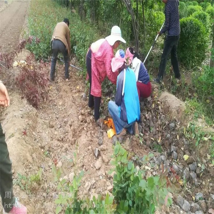 关中西安本地苗圃 园林观花植物 营养杯月季苗 本地花木小苗