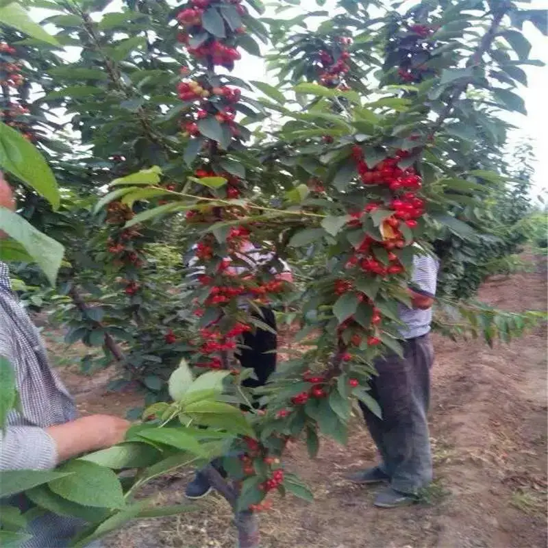山西吕梁求购樱桃苗免费提供种植技术