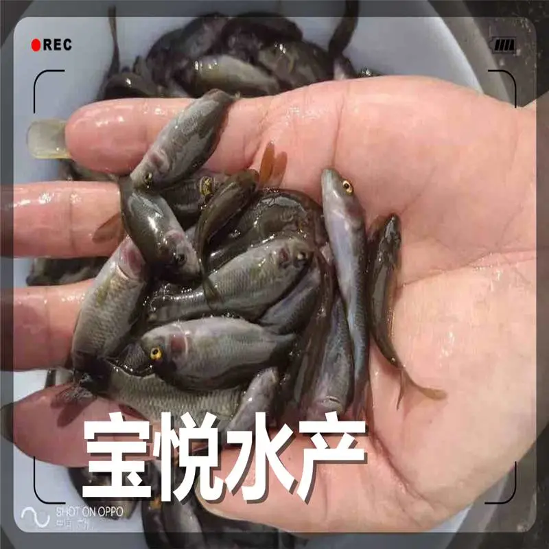 甘肃武威稻田禾花鲤鱼苗苗场 禾花鲤鱼苗养殖技术