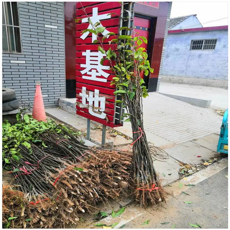 贵州 梨树苗价格 奥红一号红梨树苗 种植一年结果