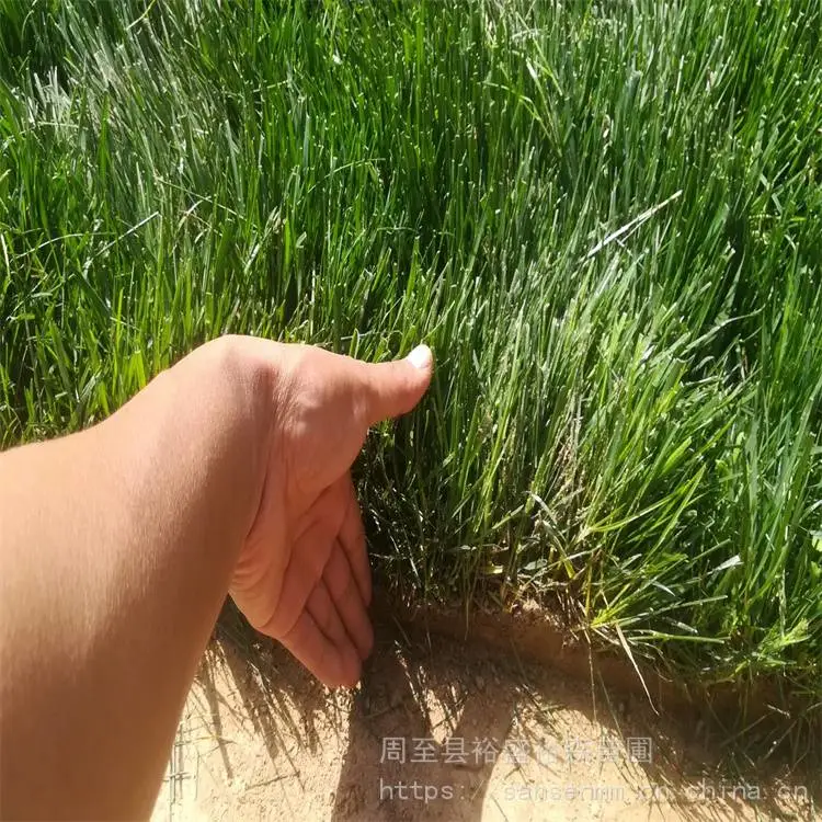杨凌苗圃绿化草坪草籽-退耕还林土地复绿 绿化草坪草籽苗木价格
