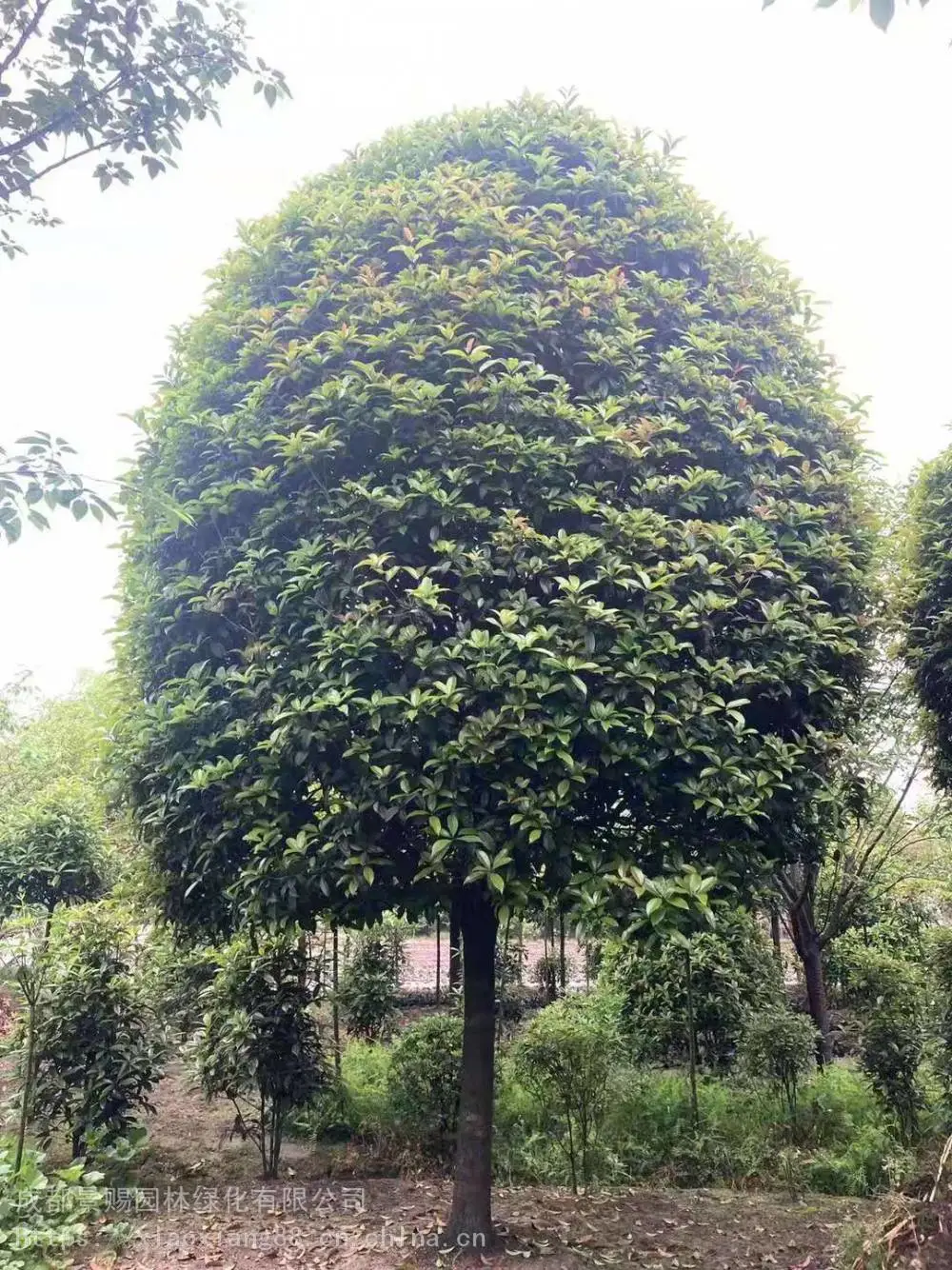 丹桂飘香是什么季节四川南充 白玉兰广玉兰高分支桂花树
