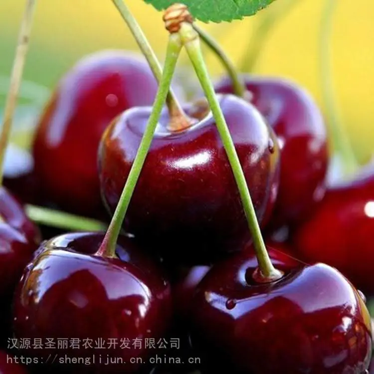 红灯大樱桃矮化樱桃苗樱桃苗价格 圣丽君