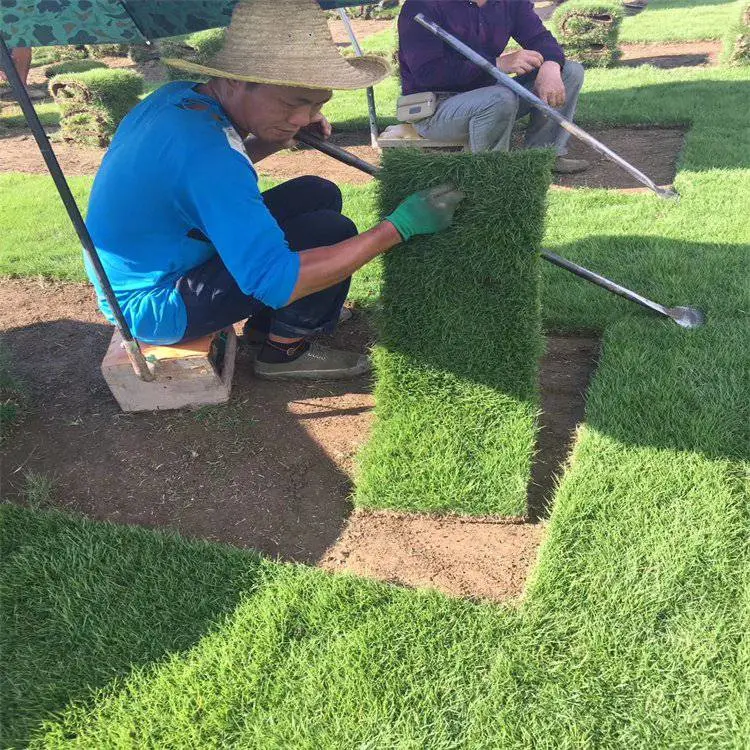 巴 中 草籽草坪特点 好管理耐踩踏的草皮几个钱 花叶芒