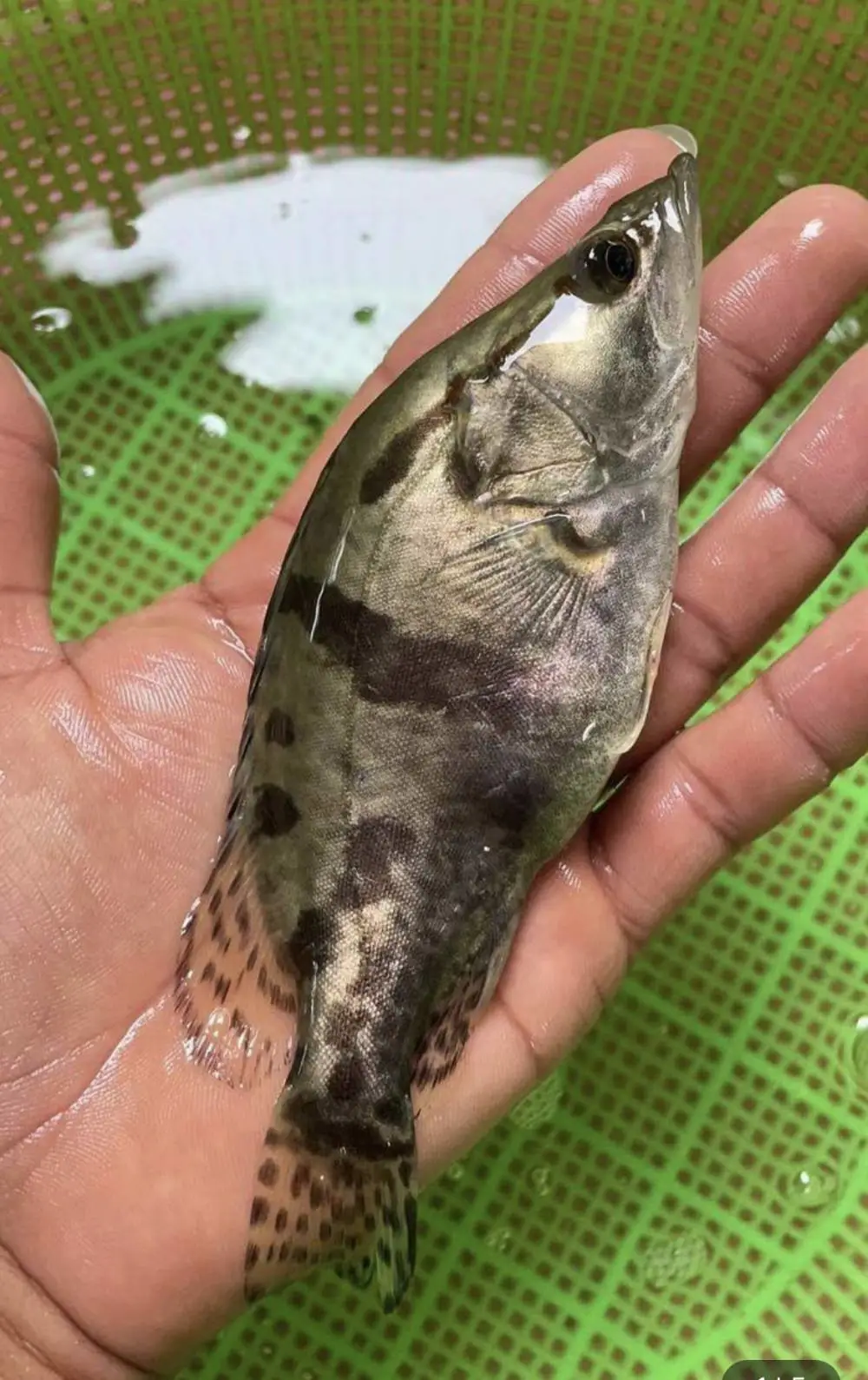 朝阳桂花鱼苗寸苗