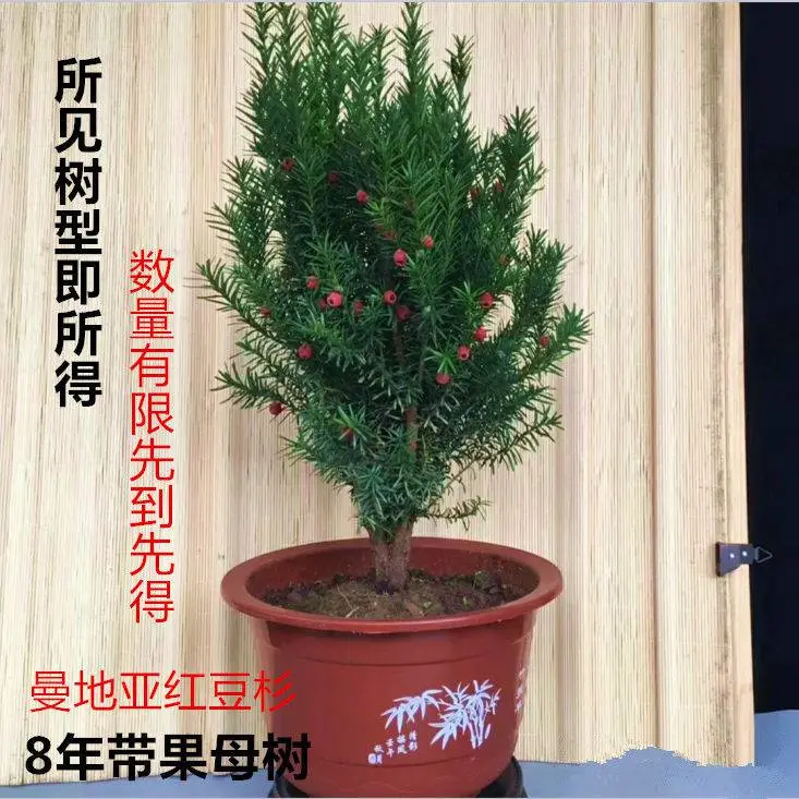 河南省信阳5-6-7-8-9年生曼地亚红豆杉盆景 紫科一号盆景，红豆杉盆景，南北均可种结果红豆杉盆景