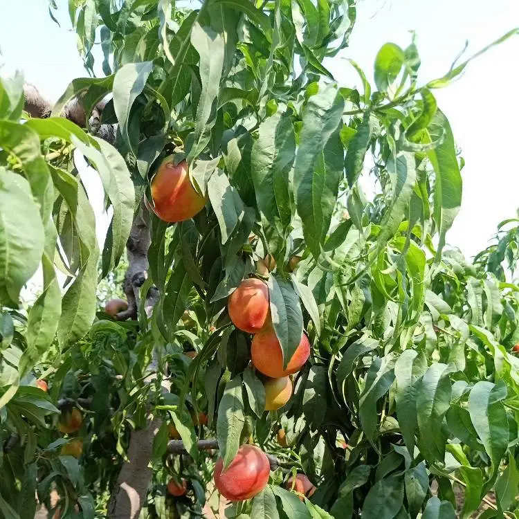 辽宁黄油桃苗 黄蜜油桃树苗