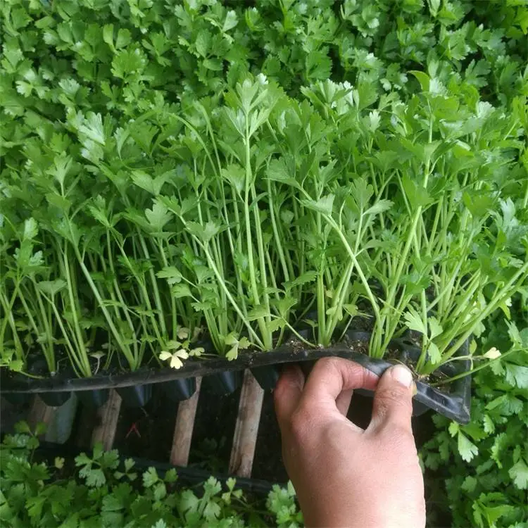 苗圃供应水芹苗 花坛花镜观赏苗 园林公园地被列植造景苗