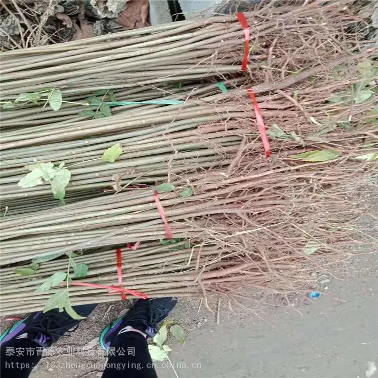香椿苗种植 青藤农业 新品种香椿苗