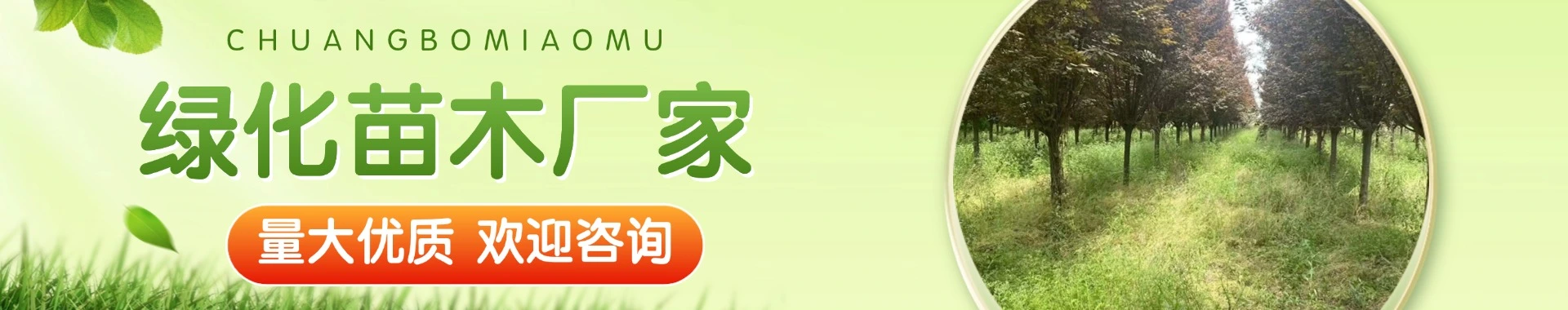 西安创博苗木专业合作社