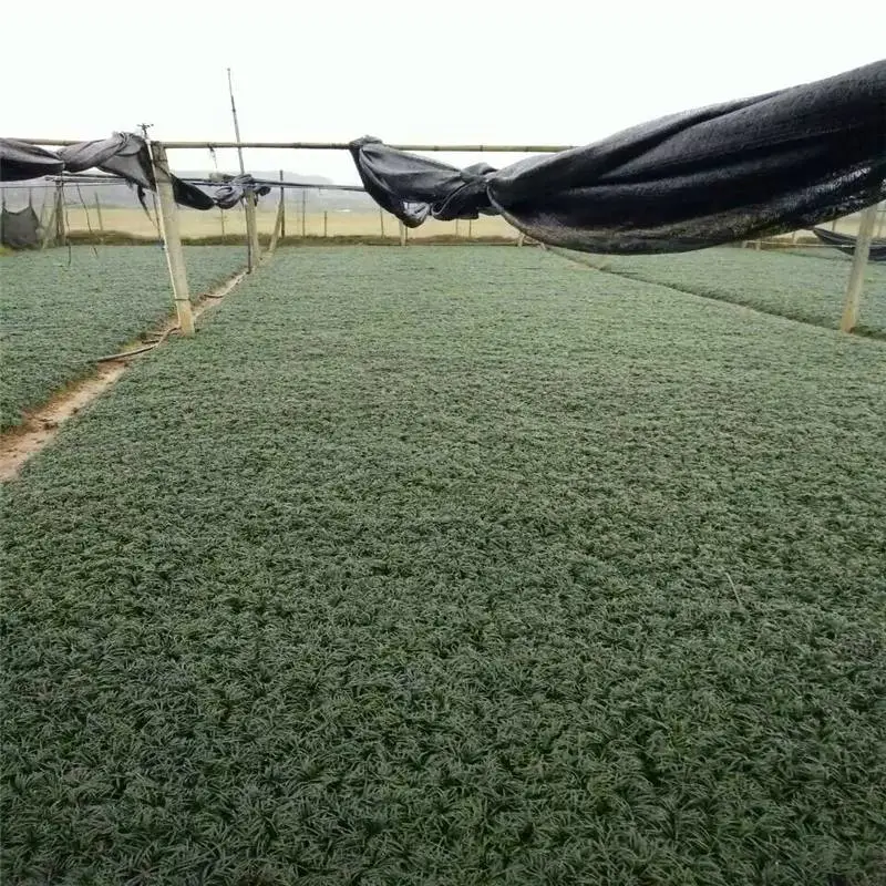 重庆彭水杜鹃杯苗基地质地优良