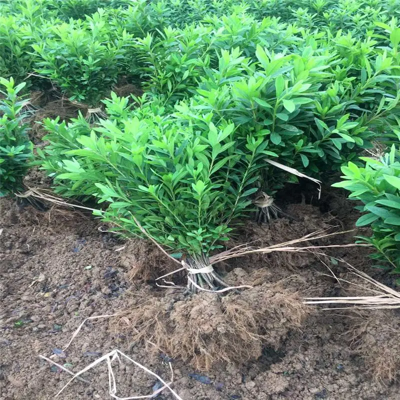 广东云浮毛杜鹃苗基地标新立异
