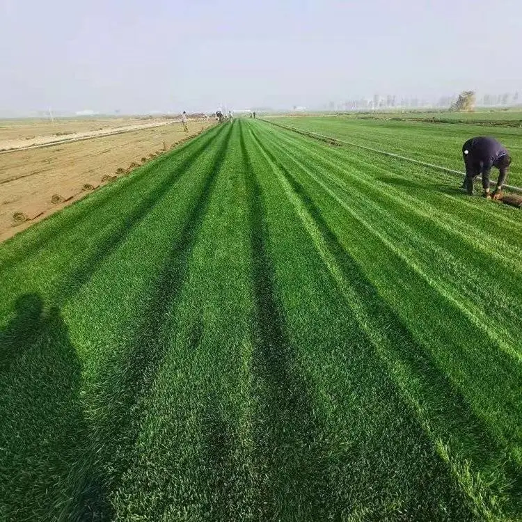出售剪股颖草坪适应能力强易存活耐践踏基地直售耐热