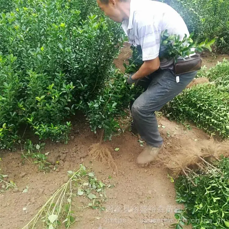 汉中绿篱冬青 篱笆墙遮挡树苗 冬青苗种植方法