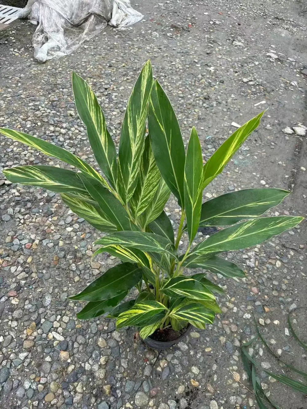 花叶良姜成都苗圃直供 常用地被品种 四川苗木基地 别墅庭院配植苗木
