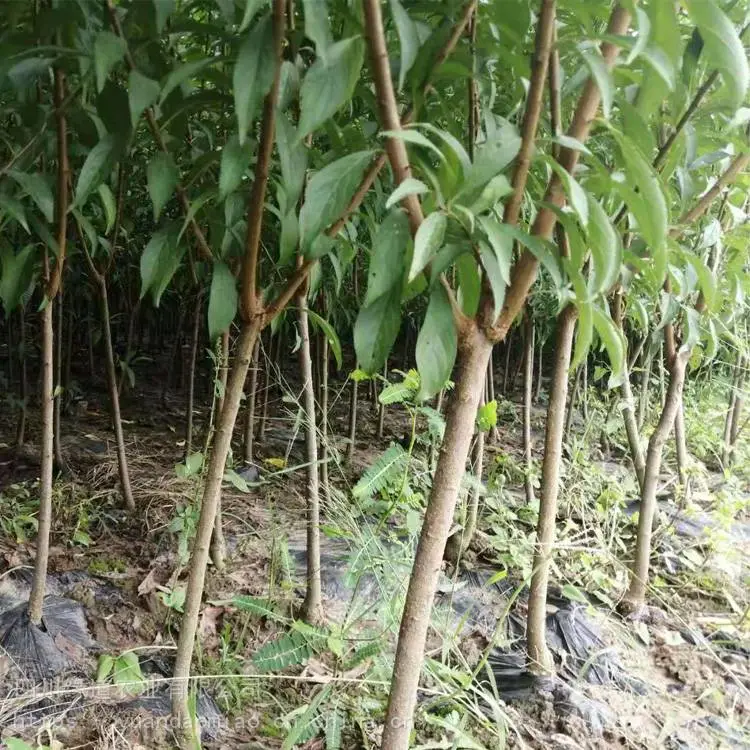 巴中蜂糖李树苗-供应蜂糖李树苗经销商