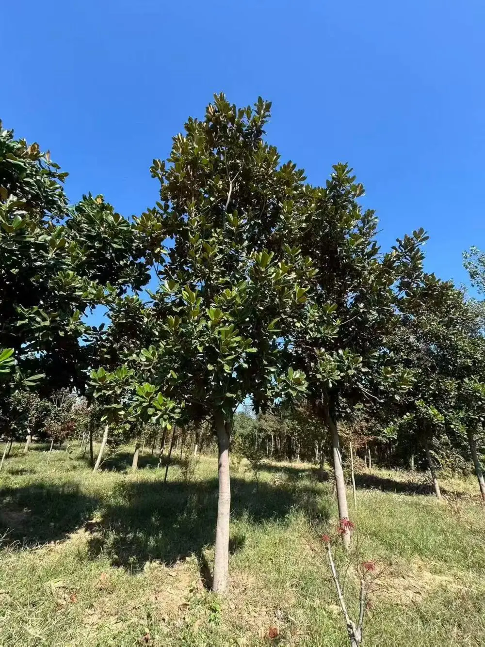 山东聊城阳谷县白玉兰种植基地批发供应,9公分红玉兰树苗厂家装车价格,玉兰树苗产地供应商报价