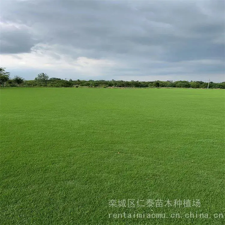 出售剪股颖草坪绿化高羊茅草籽高杆混色翠菊花籽矮生