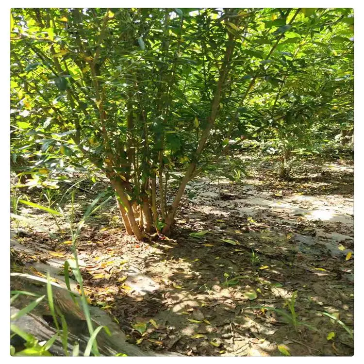 威海石榴树苗盆景 无籽石榴树苗 2公分石榴苗供应