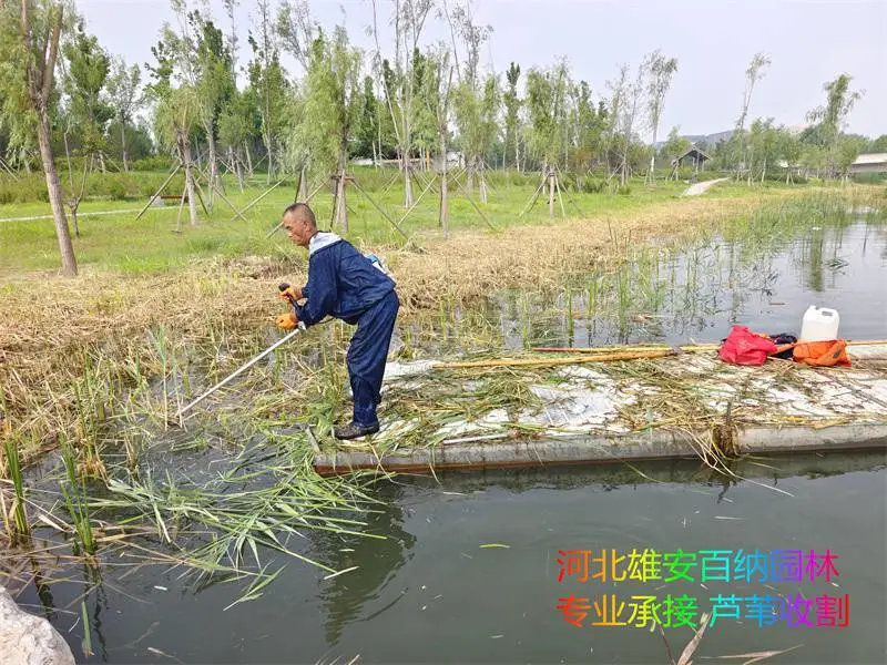专业夏季收割芦苇 夏季收割青芦苇 哪能找到水下收割芦苇的专业工人