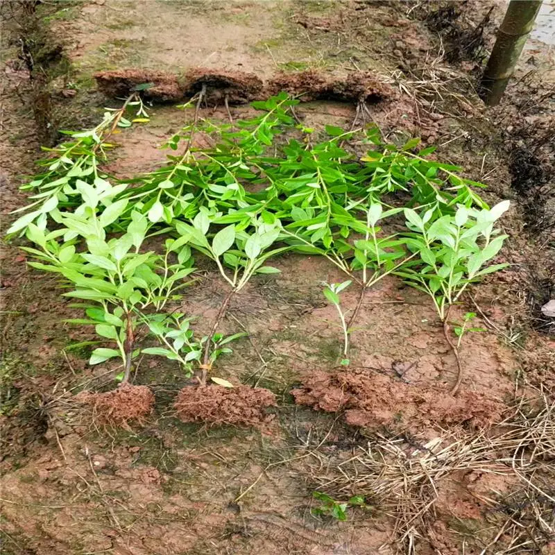 广东河源幼苗的价格咨询优惠