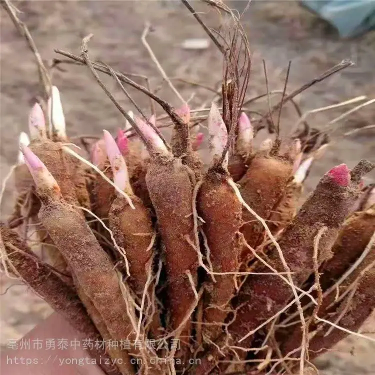 勇泰中药材 赤芍苗*** 赤芍苗产地批发