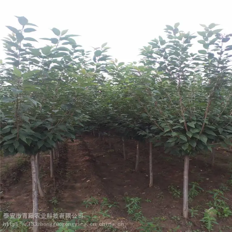 松月樱花苗 青藤农业 发芽***樱花苗 基地供应
