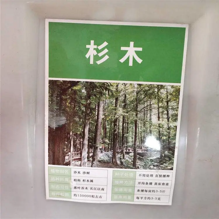 新采林木种籽 杉木种子 发芽率好 量小可快递 提供种植技术