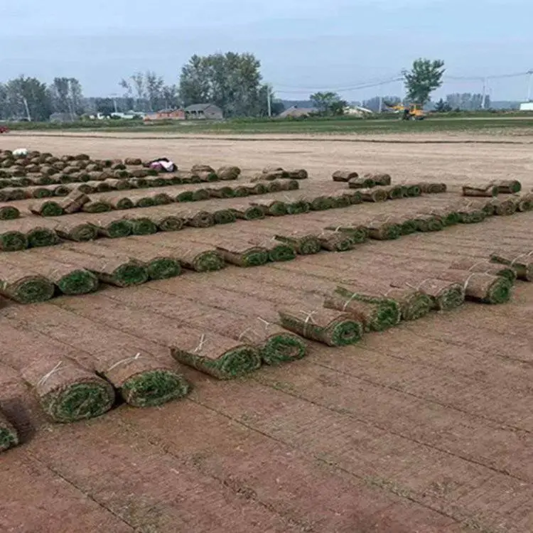 易管理 现场铺装 草坪卷 中华结缕草皮 锦葵花籽