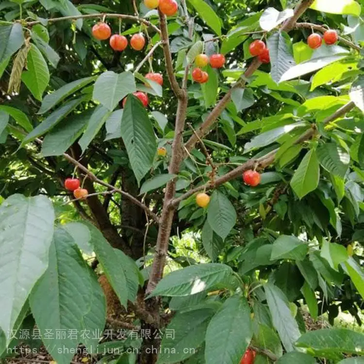 拉宾斯大樱桃樱桃果树拉宾斯大樱桃价格 圣丽君