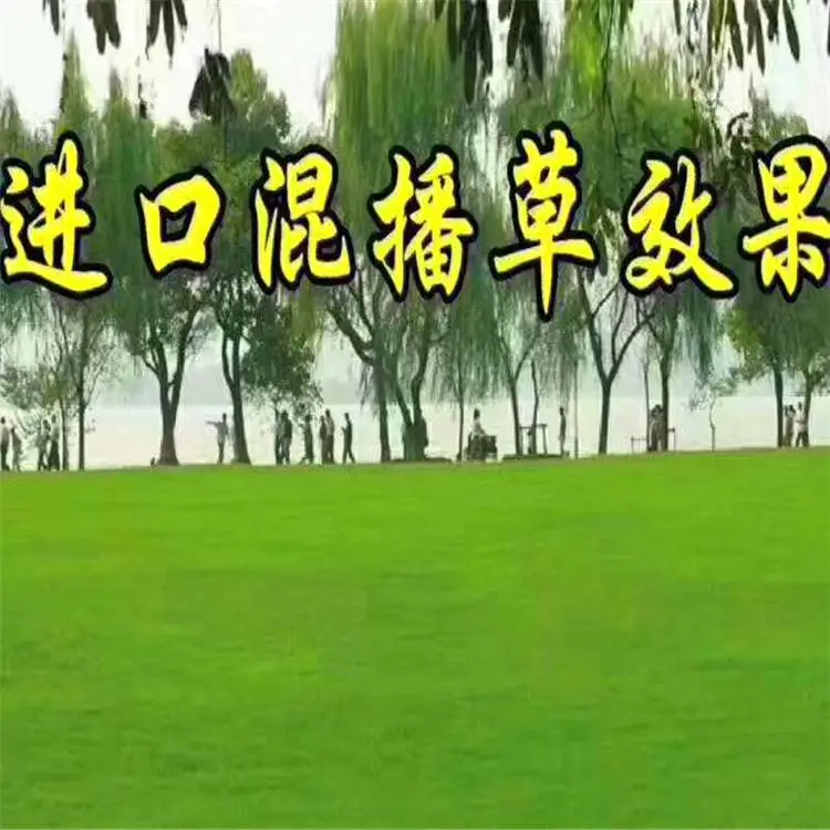 周至苗木批发-周至金叶女贞-绿化苗木采购