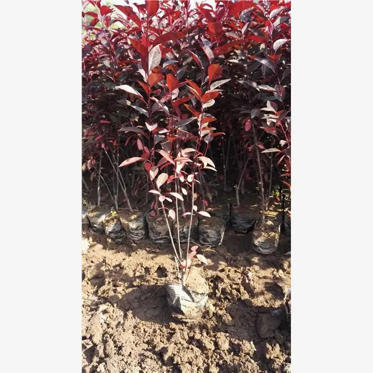 紫叶矮樱小苗基地 树苗指苗挖树 丛生绿篱紫叶矮樱