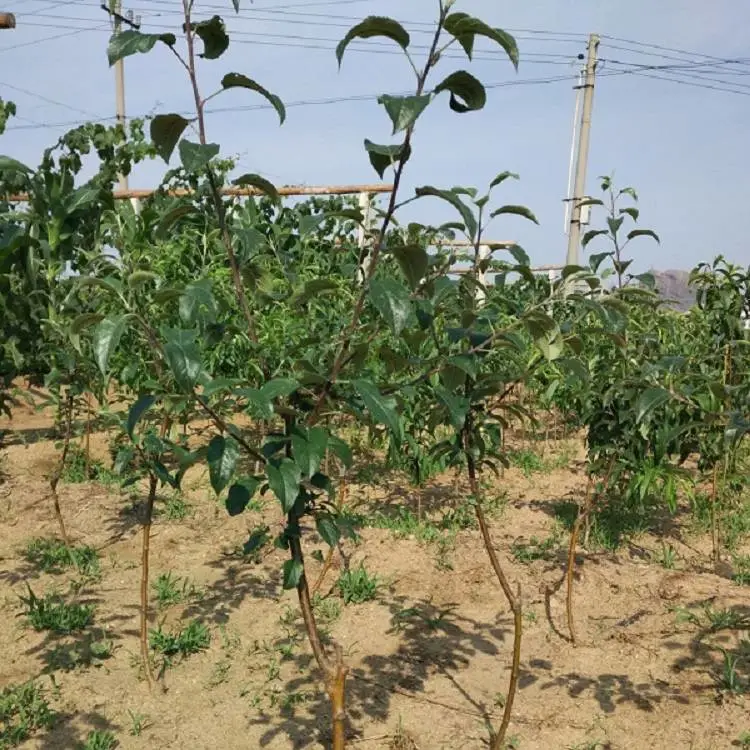 吉林红肉苹果苗 青森水蜜桃苹果树苗 矮化根系密植