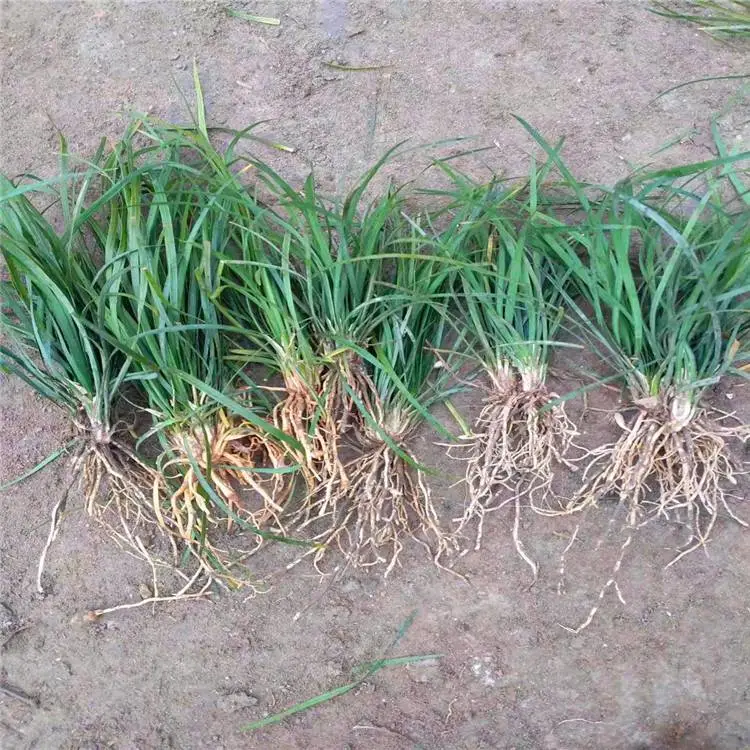 裕盛麦冬草批发-混播草坪-紫花麦冬草