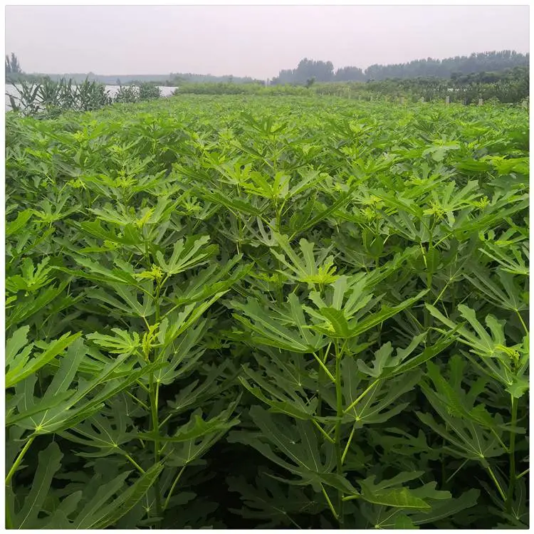 湖北一年生无花果果苗 波姬红无花果树苗 保湿邮寄无花果树苗