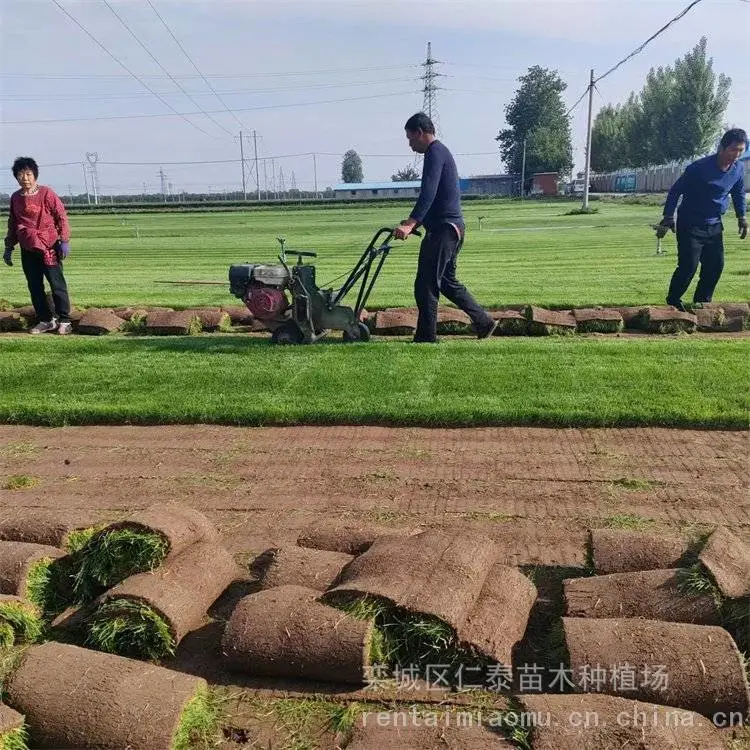 高羊茅草坪草种 果岭草草坪 草皮卷 黄刺玫种子