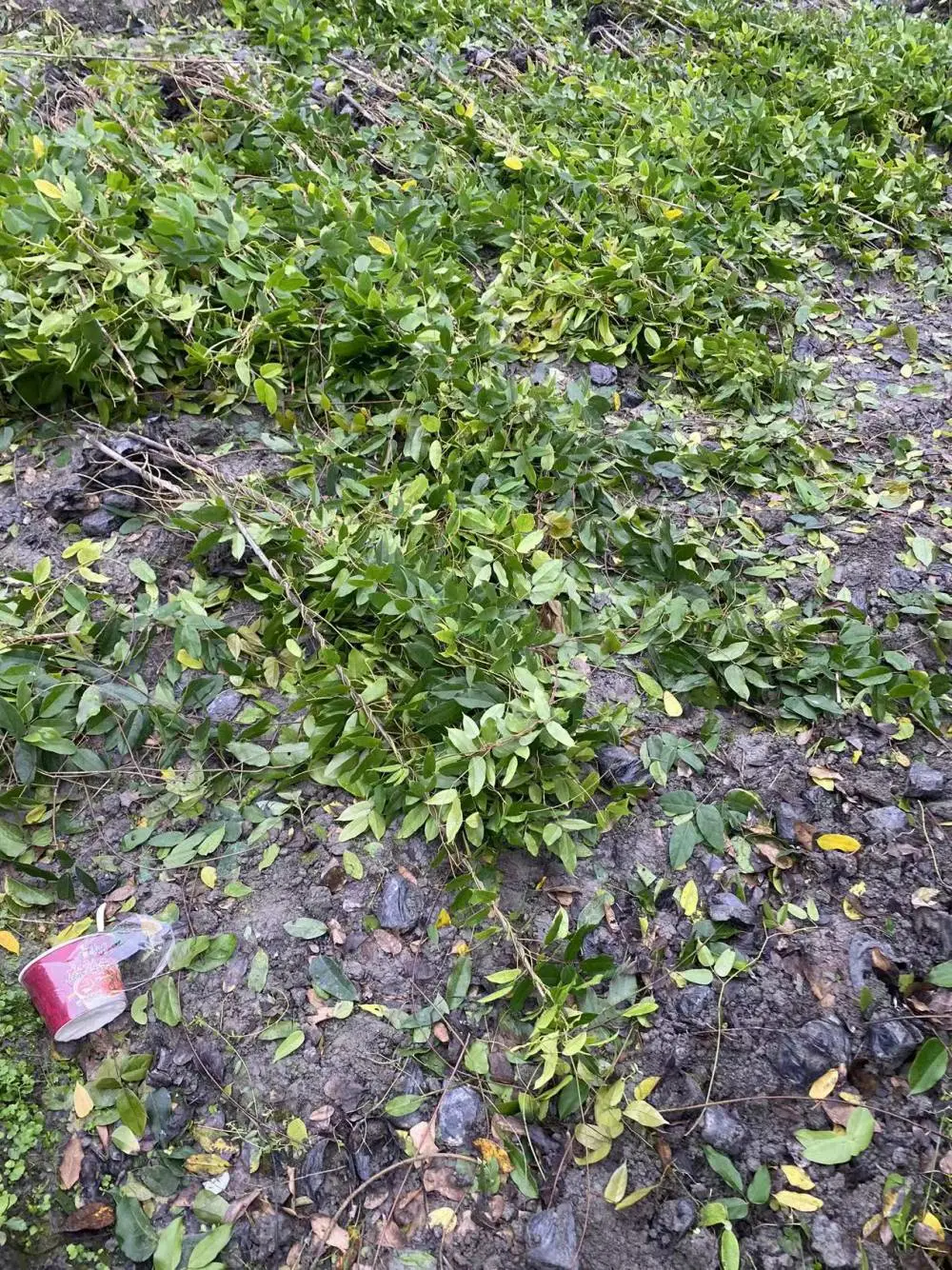 长度4米的藤本植物油麻藤工程苗小苗基地袋苗多的
