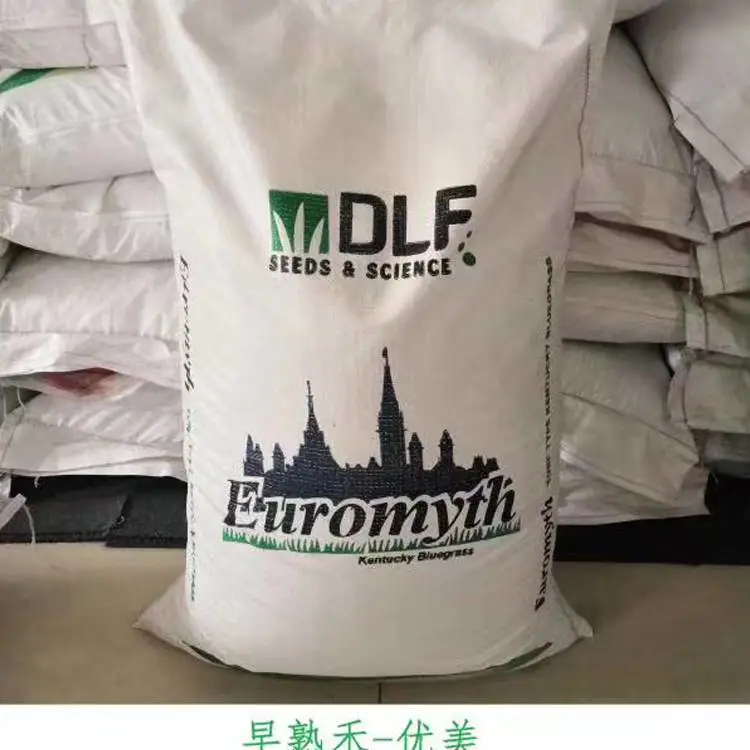 供应云杉树种子荷兰菊花籽美化环境包衣狗芽根草籽