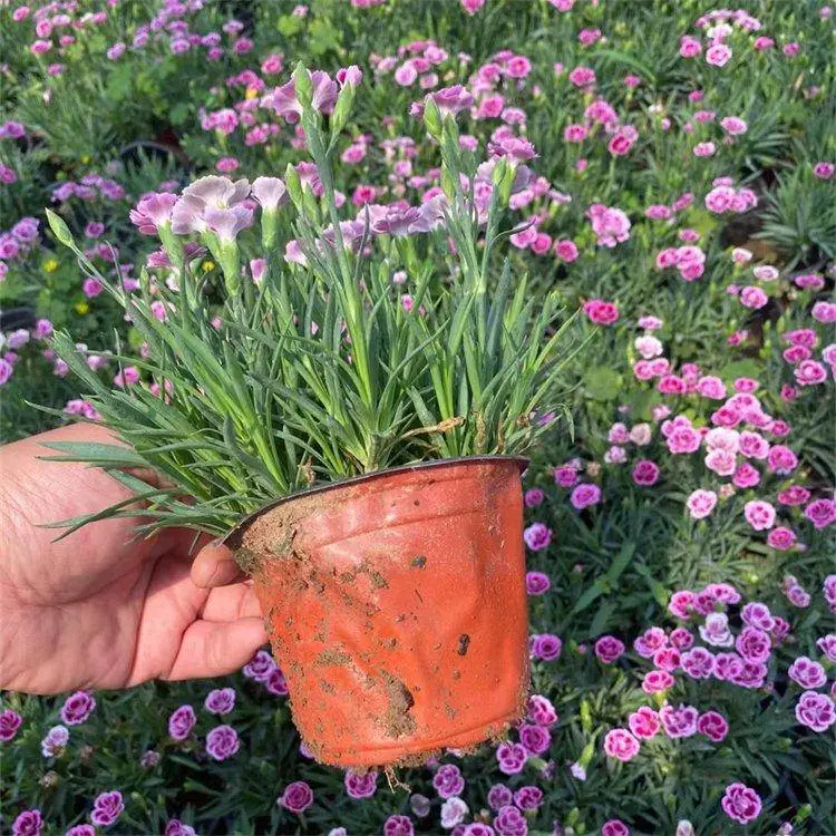 欧石竹 初吻石竹 基地培育 花期较长 绿化带种植 常夏石竹小苗