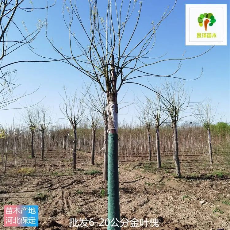 金泽苗圃场-苗木基地-18公分金叶槐-无病虫害
