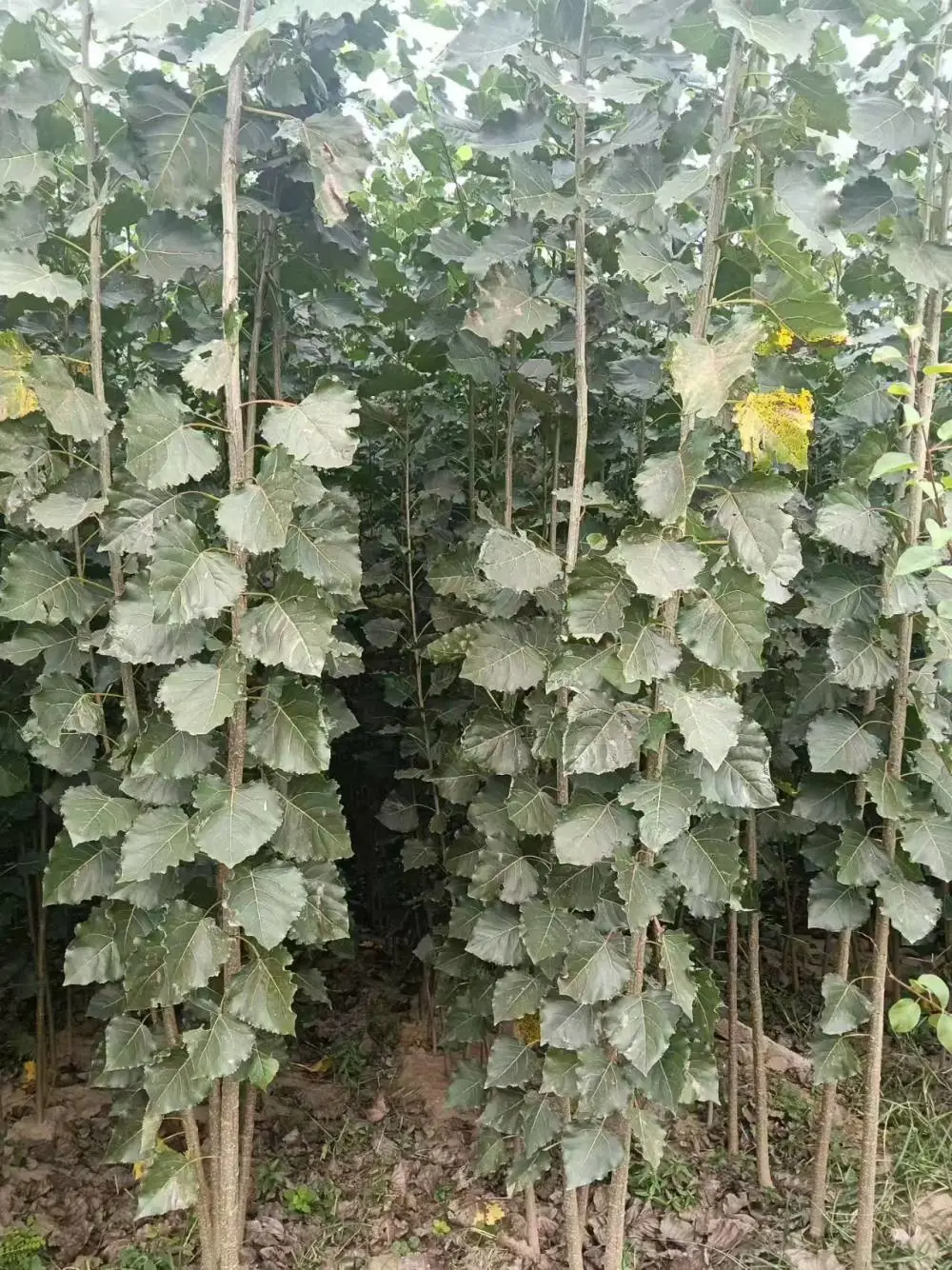 1米高至5米高鲁林9号杨树苗,山东青岛胶州一年生107杨树苗基地,杨树苗产地报价