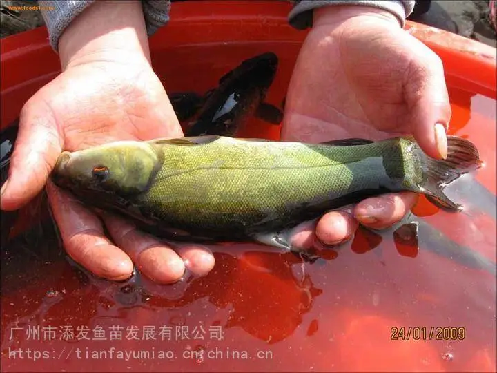 湖南丁贵鱼苗 桂鱼苗 湖北丁桂鱼苗