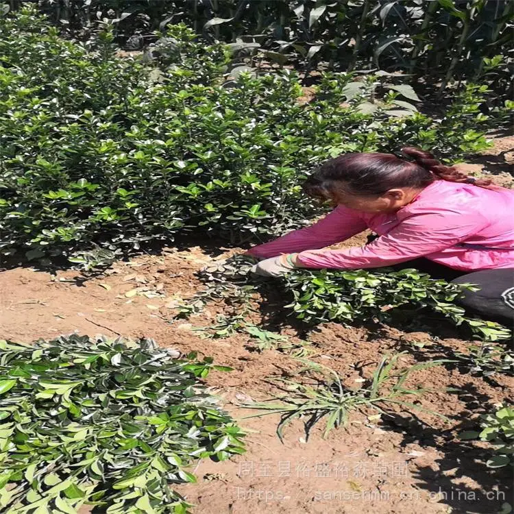 汉中绿篱冬青 篱笆墙遮挡树苗 冬青苗种植方法