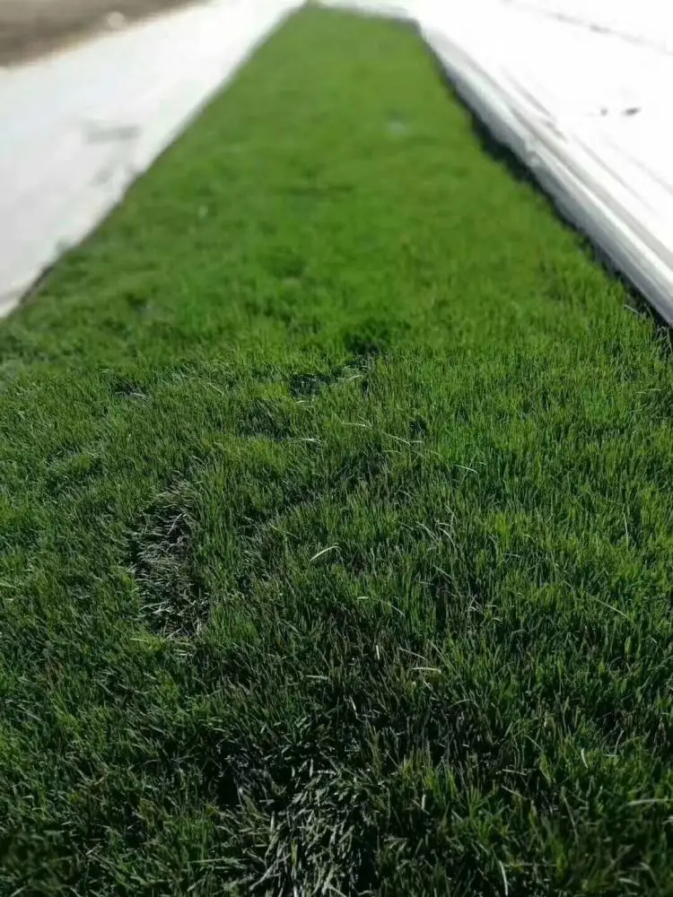 西安麦冬草-周至月季-麦冬草送货上门