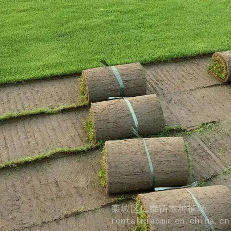 百慕大草坪的草坪 优特斯草皮卷 白晶菊种子