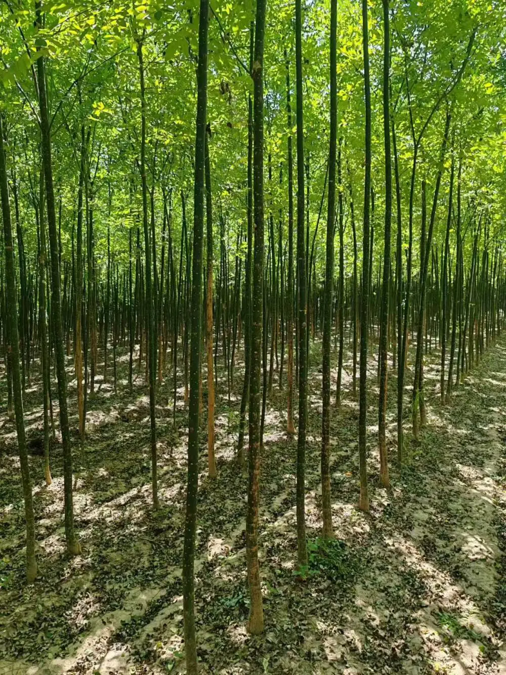 山东德州淑女国槐小苗种植基地,淑女国槐苗厂家上车价格,淑女国槐苗产地报价,淑女国槐苗木供应商
