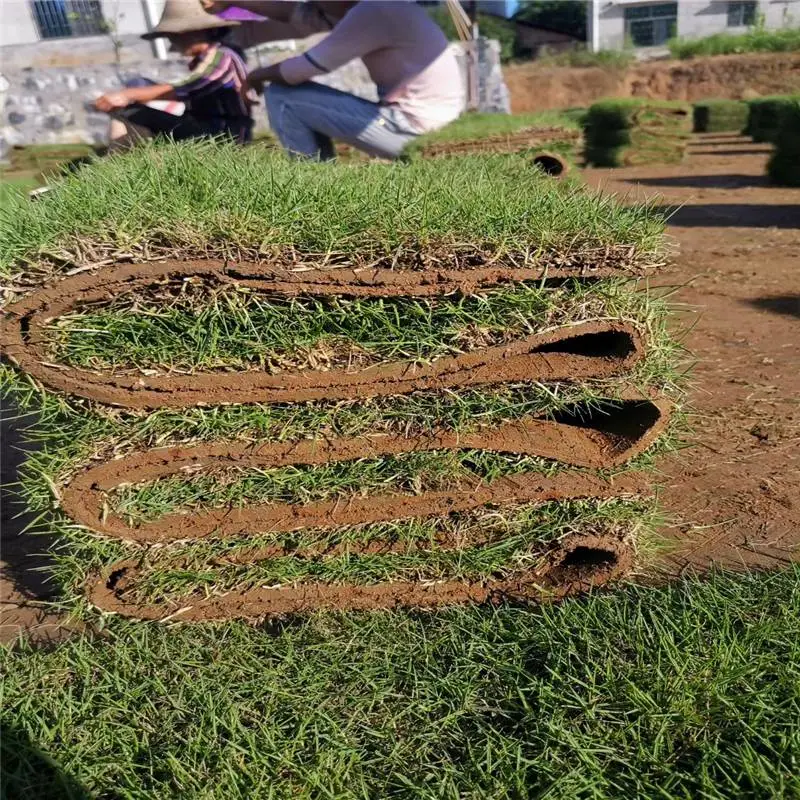 卷草***格 马尼拉草皮湖南怀化